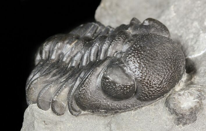 Folded Eldredgeops Trilobite In Matrix - New York #44625